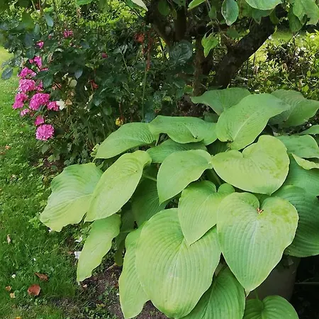 Tankefuld Living's Horsefarm *