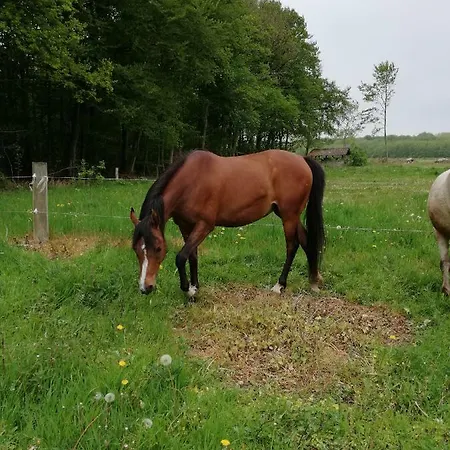 Homestay Tankefuld Living's Horsefarm *